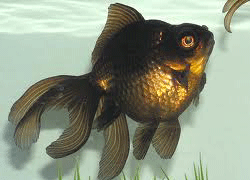 BLACK MOOR GOLD FISH