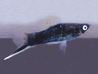 BLACK SWORDTAIL FISH