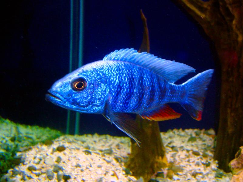 BLUE PLATY FISH