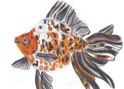 CALCIO GOLD FISH