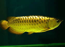 GOLDEN AROWANA FISH