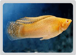 GOLDEN MOLLY FISH