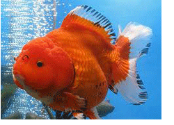ORANDA GOLD FISH