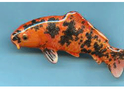 ORANGE KOI FISH