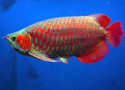 RED AROWANA FISH