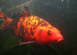 RED KOI FISH