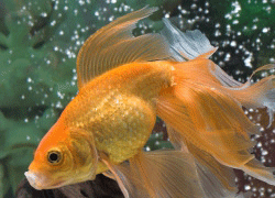 VALATILE GOLD FISH
