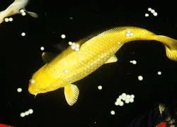 YELLOW KOI FISH