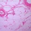 Histological Slides