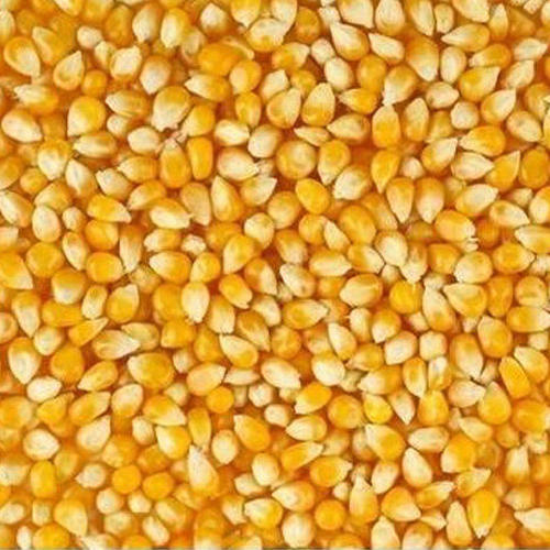 Organic Hybrid Maize Seeds, for Human Consuption, Color : Yellow