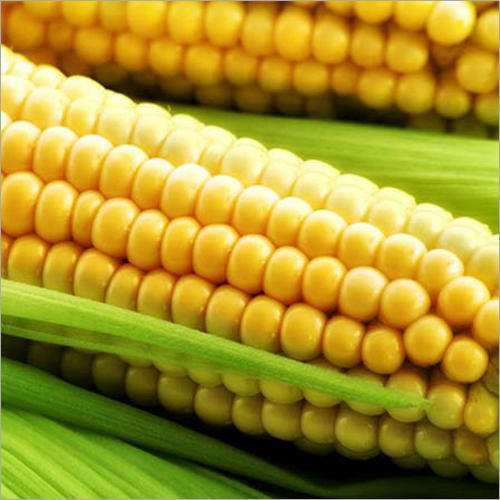 Organic Whole Yellow Maize