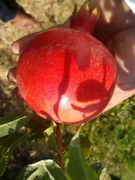 fresh pomegranate