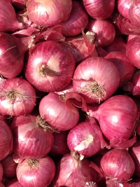Fresh red onion, Packaging Type : 10kg 20kg 25kg 50kg
