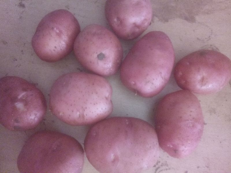 LR red potato
