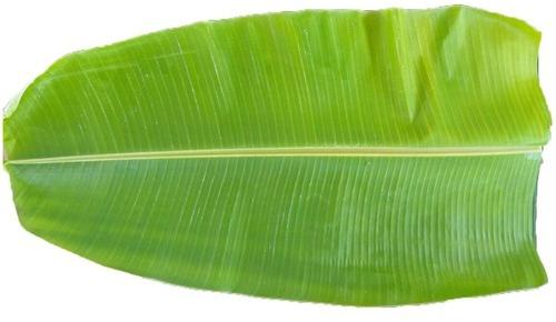 Fresh Banana Leaf, for Food Contain