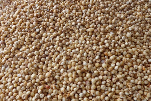 Organic Sorghum Millet (Cholam), Color : Brown