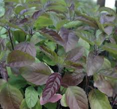 Shyama Tulsi Plant, Feature : Pungent aroma, Purity, Medical benefits, Freshness