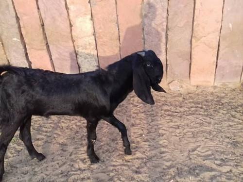 Male Beetal Goat, Color : Black