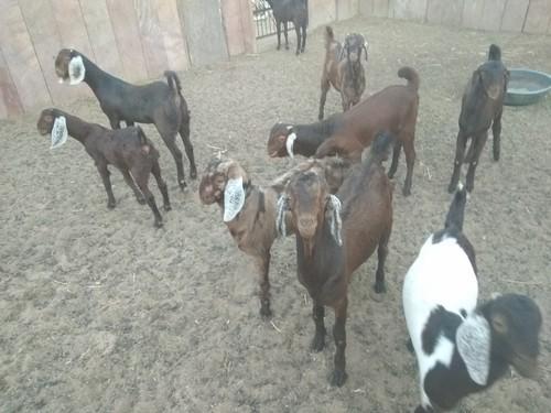 Male Sirohi Goat, Color : Brown