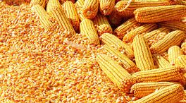 Organic yellow maize, for Human Food, Animal Feed