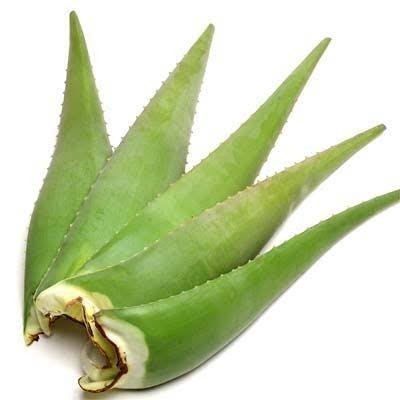 Agrawal Herbals Organic Aloe Vera Leaves, Color : Green