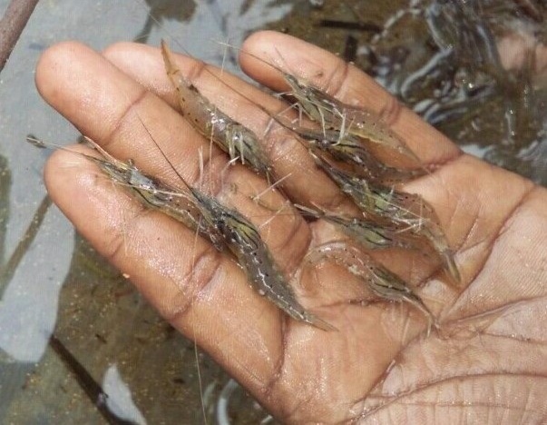 Prawn Juvenile Fish Seeds, Feature : High In Protein