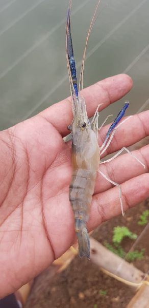 Rosernbergii Prawn