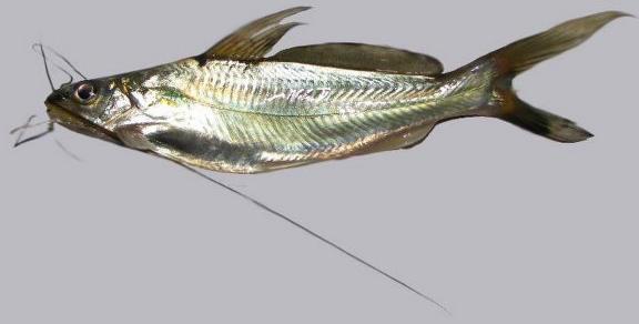 Tengra Fish Seeds, Feature : High In Protein