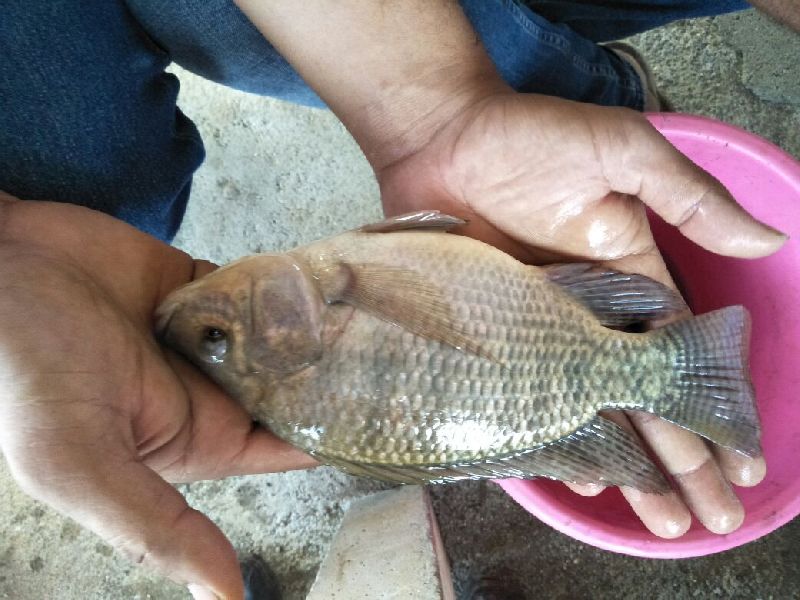 India Must Look At Exporting Tilapia Fish To United States – Aquaculture  Magazine