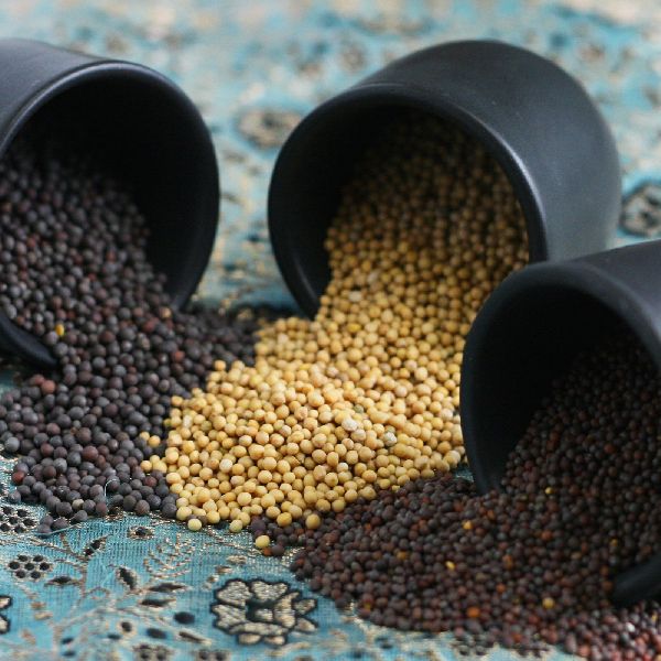 Mustard Seeds, Packaging Type : 50kg
