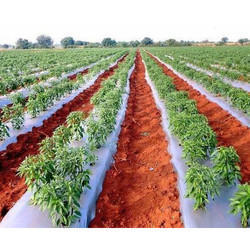 HDPE Mulching Sheets,mulching sheets, for Agriculture, Feature : Durable