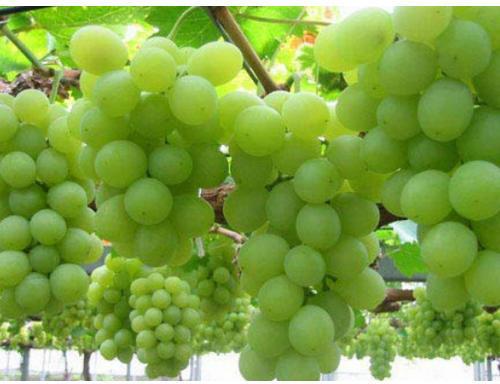 Organic fresh grapes, Grade : Superior