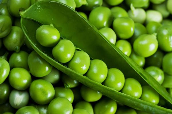 Organic Fresh Peas, Color : Green