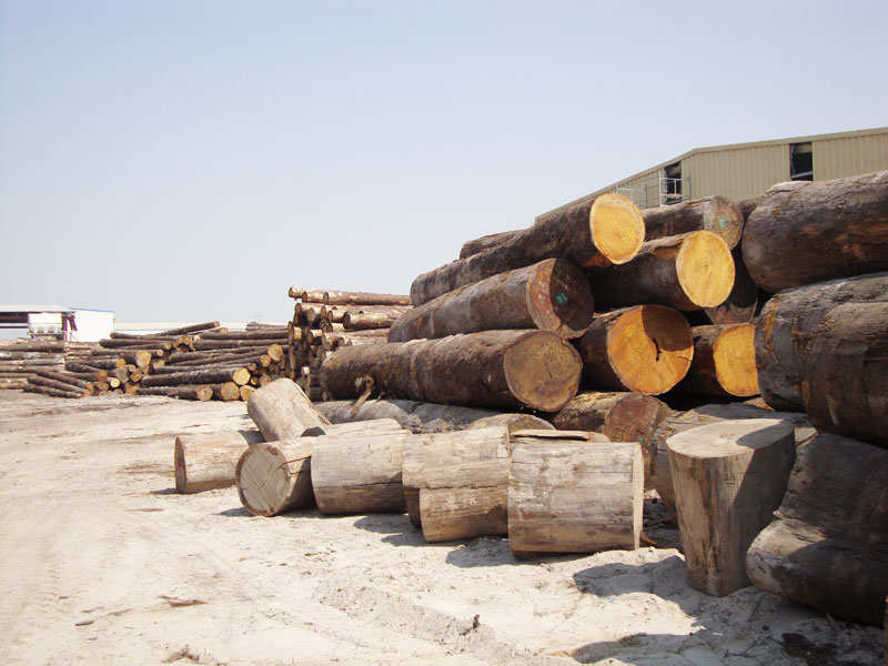 Timber Market FZC in sharjah - Supplier of Hardwood Logs & Sawn Timber