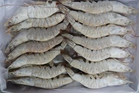 Frozen Shrimps