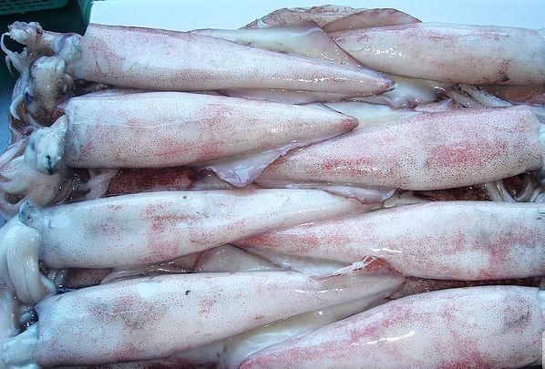 Frozen Squid