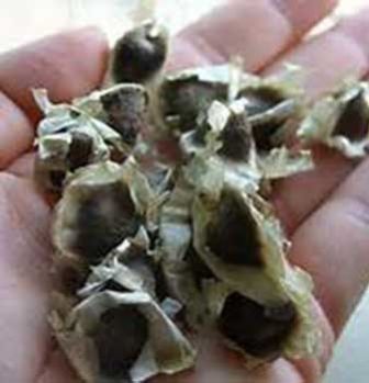 moringa seeds