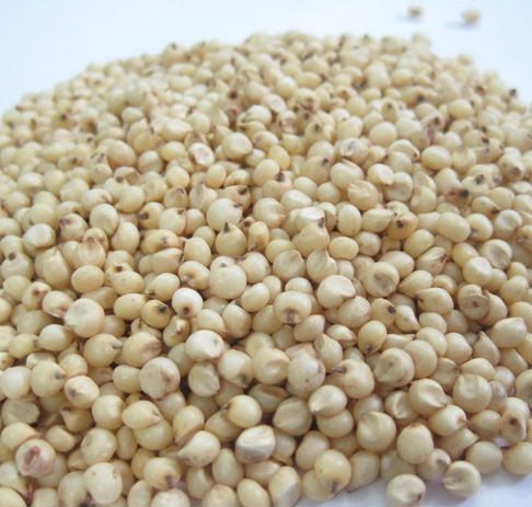 Sorghum Seeds