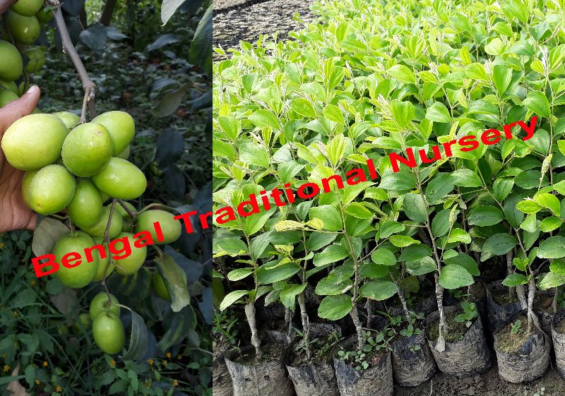 Green Apple Ber Plants