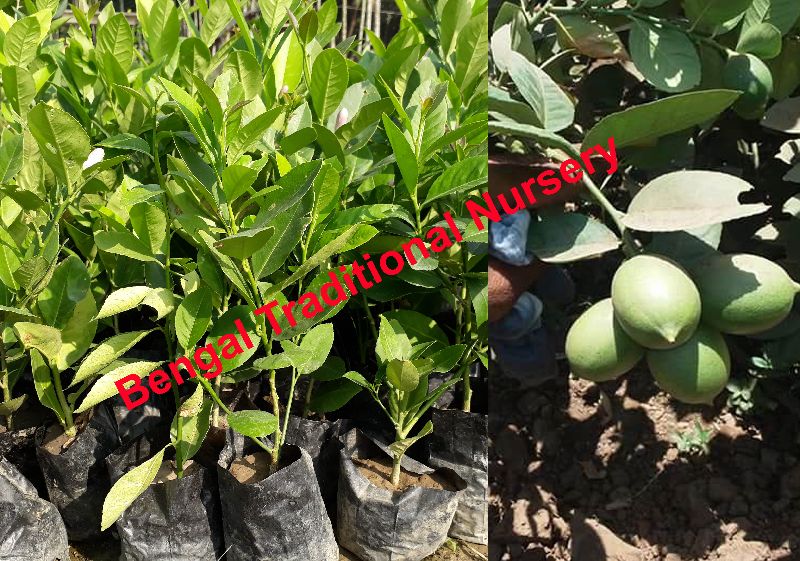 Seedless Lemon Plants