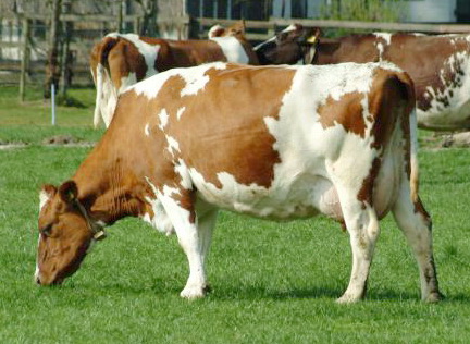Cattle Feed Grade