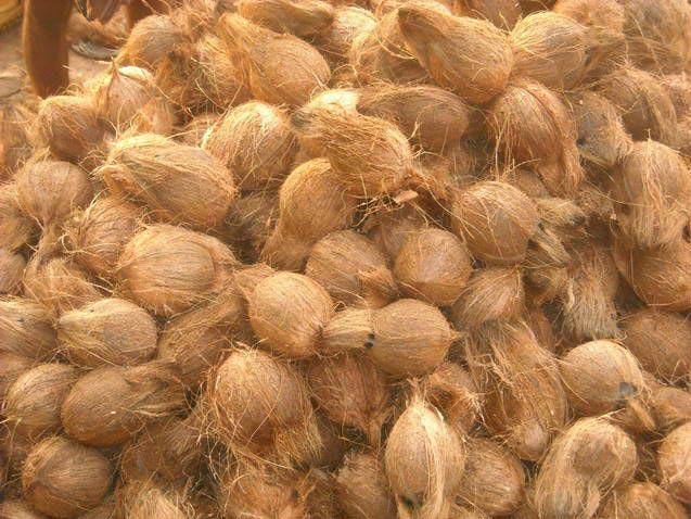 Semi Husked Coconuts, Color : Light Brown