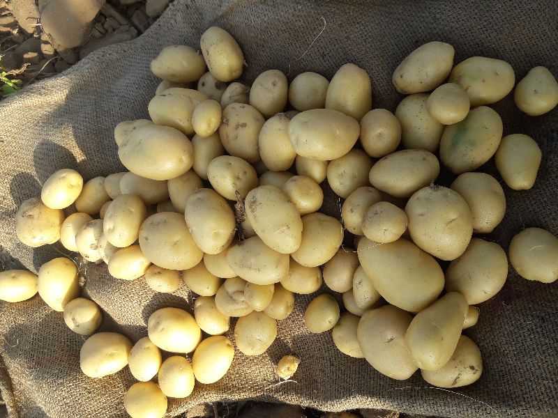 Potato onion vegetables by Shree Siddhi Vinayak Exports, potato onion
