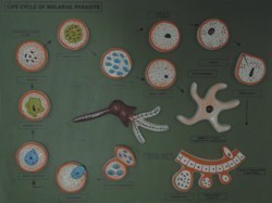 Malarial Parasite Models