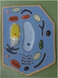 Plant Cell Models