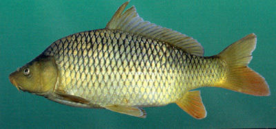 Common Carp Fish Seed, Feature : High In Protein