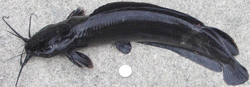 Magur Fish, Color : Black Red