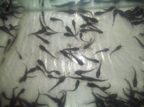 Magur Fish Seed, Feature : High In Protein