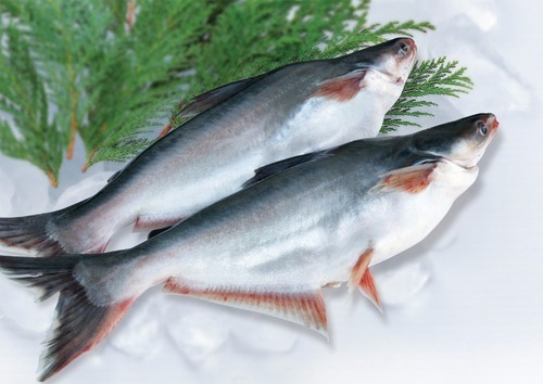 Pangasius Fish Seed, Feature : High In Protein