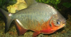 Roopchand Fish Seed, Feature : High In Protein
